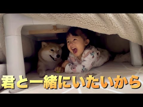 娘が保育園に行くようになり、一緒に過ごせる時間を大切にしようとする柴犬と２歳児 サムネイル