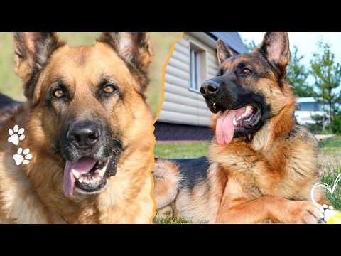 The 4 German Shepherd Lines You Need to Know サムネイル