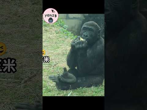 Ringo翹腳啃玉米好可愛😆 gorilla gorillatag taipeizoo taipeizoo 金剛猩猩… サムネイル