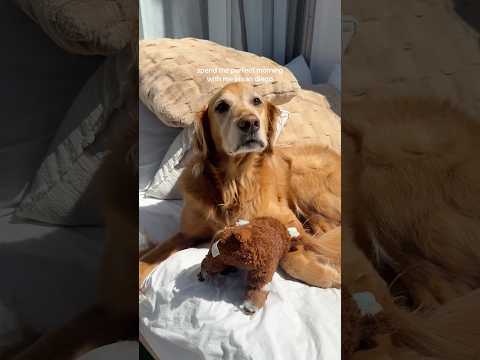 Come to my golden retriever 2026blonde goldenretreiver dogb… サムネイル