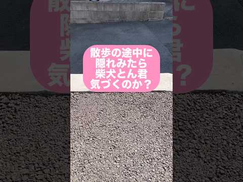 はたして！柴犬は、主に気づけるか？　柴犬　柴犬とん サムネイル