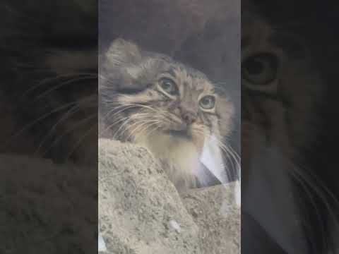 shorts マヌルネコのオトちゃん　神戸どうぶつ王国　2025年12月26日 サムネイル