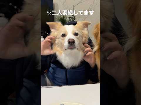 飼い主の奇行に困惑した表情の犬...【ボーダーコリー・ゴールデンレトリバー】shorts サムネイル