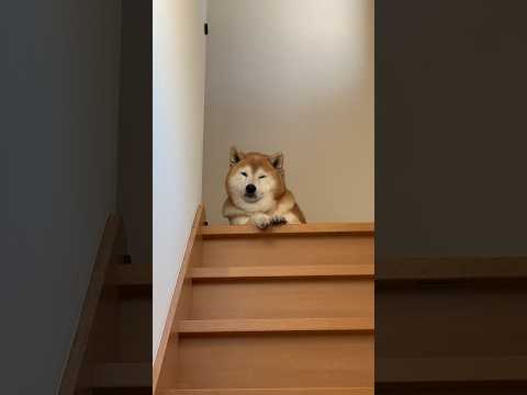 柴犬福 兄を出迎える時の柴犬の顔🤣Brother and Shiba🤣shorts funny 柴犬 funnydog… サムネイル
