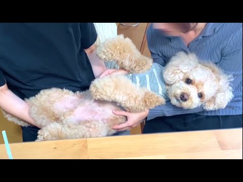 帰省したお姉ちゃんに久々に抱っこしてもらえた大きいトイプードル【デカプー】【トイプードルのロアくん】【toy pood… サムネイル