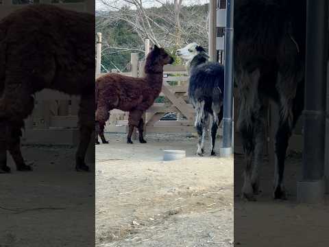 shorts 可愛い❤️アルパカ夫妻　ごかつら池どうぶつパーク　2026年1月24日 サムネイル