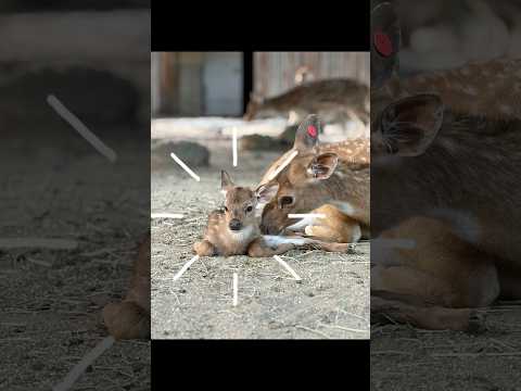 赤ちゃんが産まれました！ 東武動物公園 癒し 動物 赤ちゃん かわいい zoo アクシスジカ サムネイル
