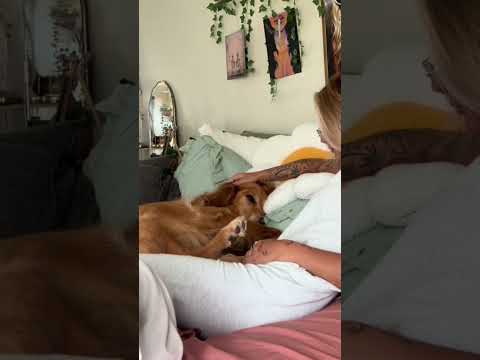 coming home to my golden retriever❤️india retreiver dog pup…