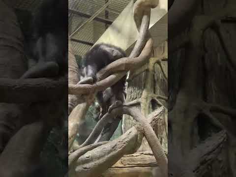 【よこはま動物園ズーラシア】チンパンジー🐵飼育員のとっておきタイム！shorts サムネイル