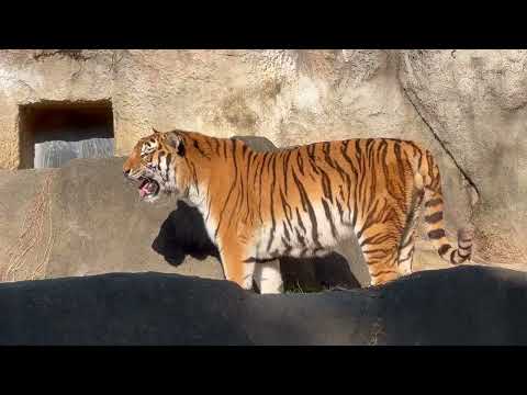 出たり入ったりソーンさん😅　アムールトラ　浜松市動物園にて　2026年2月15日 サムネイル