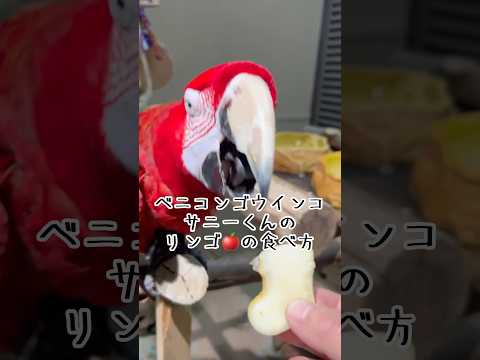 ベニコンゴウインコ・サニーのリンゴの食べ方 東武動物公園 癒し 動物 かわいい ベニコンゴウインコ サニー リンゴ サムネイル