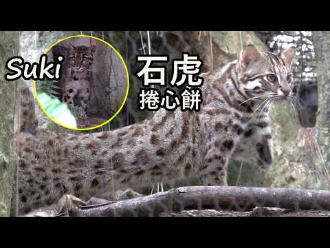 活潑可愛的石虎捲心餅,跑跳,吃蕨類植物,拉弓起身,打哈欠張嘴露齒,舔毛,可愛的雲豹Suki leopardcat cl… サムネイル