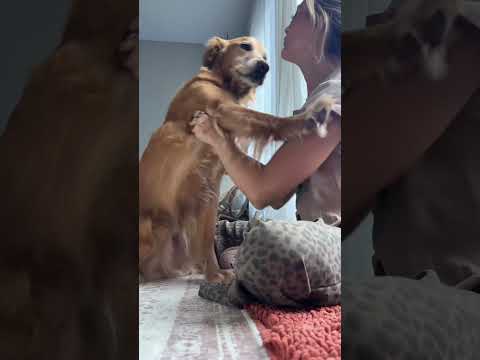 coming home to my golden retriever🥵goldenretreivers dog pup… サムネイル