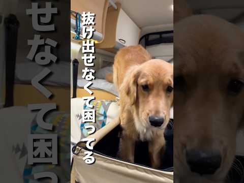 自分の体の大きさを理解していない犬の末路がこちら...【ゴールデンレトリバー】#shorts サムネイル