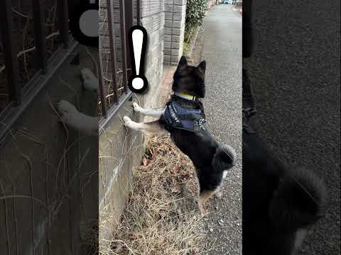 猫とのバトル忍足 サムネイル