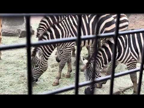 ラクダさんにペレットあげました😊　スーパージャングルバスに乗ったヨ！　富士サファリパークにて　2026年２月20日 サムネイル