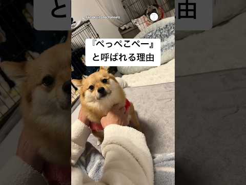 『ぺっぺこぺー』名前の由来はまさかの…  犬　いぬ　面白い　犬のいる暮らし かわいい犬 サムネイル