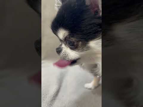 梨を食べるチワワのいちご サムネイル