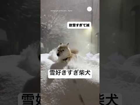 吹雪レベルでも止まらない。雪好きすぎ柴犬　　柴犬　犬　吹雪　犬のいる暮らし かわいい犬 サムネイル