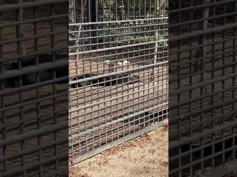 shorts お昼寝クロヒョウさんのお部屋に河津桜🌸　浜松市動物園にて　2026年2月15日 サムネイル