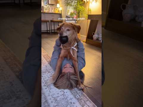 dog-tor coby to rescue🛟goldenpup puppy goldenpupppy dogbree… サムネイル