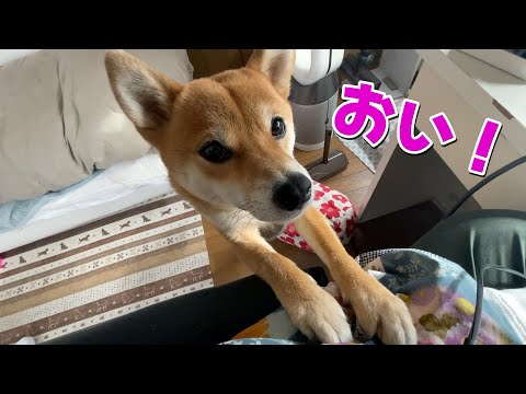 かまってちゃんな柴犬にロックオンされるとこうなる　ひよどりごえ森林公園 サムネイル
