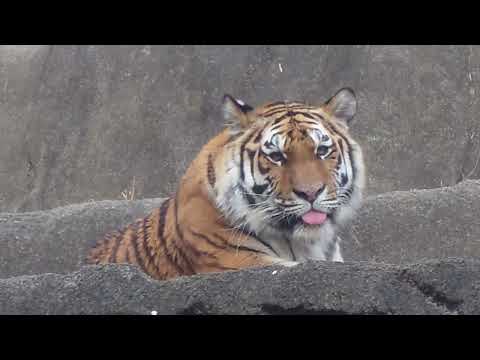 今日はサーシャの日　アムールトラ　浜松市動物園にて　2026年2月14日 サムネイル