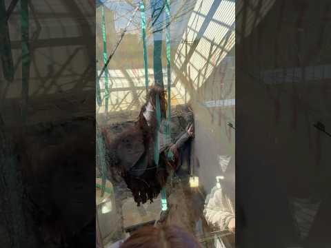 shorts ぶらんぶらんと王子ムムくん　ボルネオオランウータン　王子動物園　2025年12月27日 サムネイル