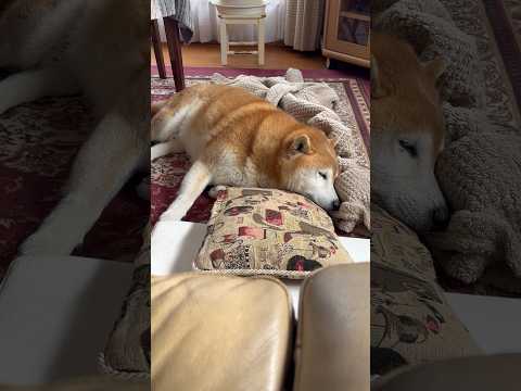 柴犬福 母のスペースを奪ってた時の柴犬🤣Why here🤣shorts funny funnydog 柴犬 shiba… サムネイル