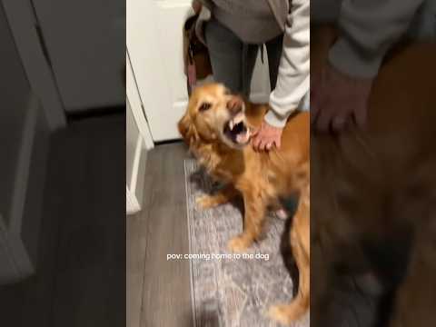 coming home to my golden retriever ♥️ goldendog dog puppy g… サムネイル