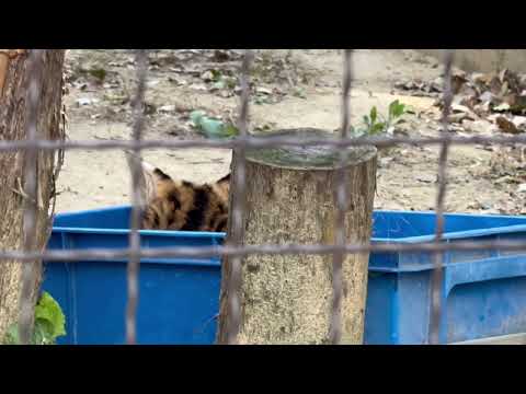 箱入りゆいちゃん　サーバル　のんほいパークにて　2026年1月23日 サムネイル