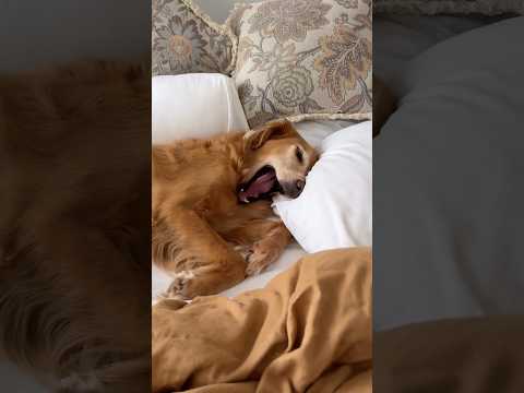 dog-tor coby to rescue🛟goldenpup puppy goldenpupppy dogbree… サムネイル