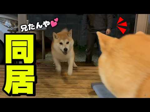 4年ぶりに兄と暮らせる事になり大喜びで駆け回る柴犬が可愛い サムネイル
