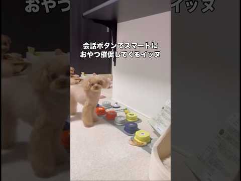 定期的に独身であることについて言及してくるティーカッププードル ティーカッププードル トイプードル プードル shor… サムネイル