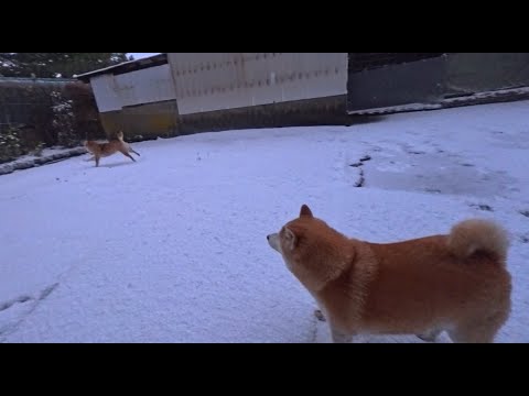 2026年1月5日(月) 雪が積もったら毎朝パーティー【仕事始め】 サムネイル