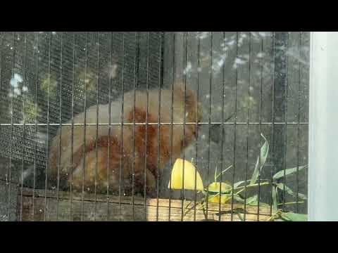 触ってみるけど齧らないエリオくん　ゴールデンライオンタマリン　小ザルたちにフルーツをプレゼント　浜松市動物園にて　20… サムネイル