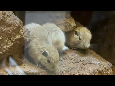 ママと3ベビー‥かな？　グンディ　埼玉県こども動物自然公園にて　2026年3月7日 サムネイル