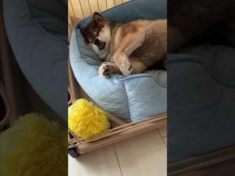 9年後の🐕保護犬の話 サムネイル