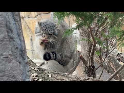 アブちゃん予報はこの後雨カナ😅　マヌルネコ　那須どうぶつ王国にて　2026年3月29日 サムネイル