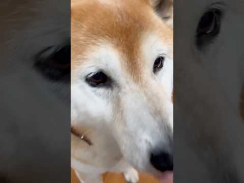 柴犬福 母にデブデブになっちゃうと言われちゃう柴犬🤣Shiba-Eat🤣#shorts #funny #funnydo… サムネイル