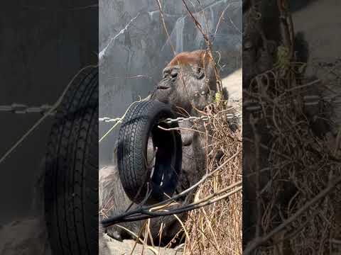 shorts 美味しそうにキャベツを食べるショウくん　ニシゴリラ　浜松市動物園にて　2026年3月15日