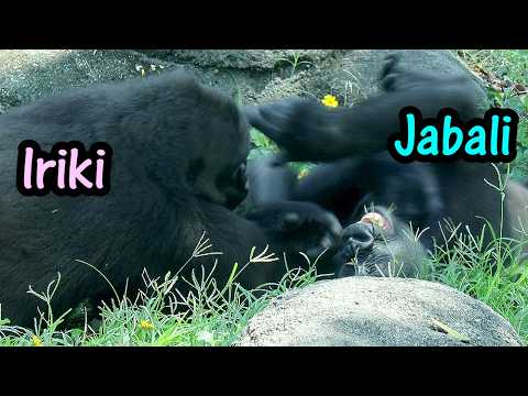 Iriki & Jabali's cute interaction, Ringo got milk again金剛猩猩… サムネイル
