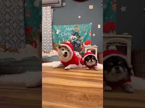 今年も楽しいクリスマスになりました🎅🎄✨柴犬 チワワ shorts サムネイル