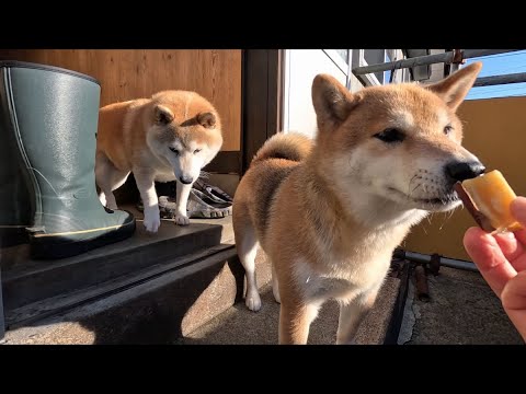 ひきこもり気味なワンちゃんたちをおイモでお外に誘導作戦 サムネイル