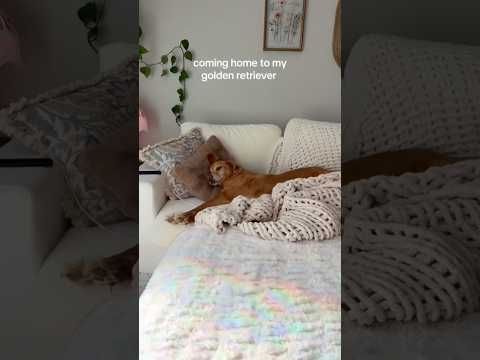 coming home to my golden retriever❤️india retreiver dog pup… サムネイル