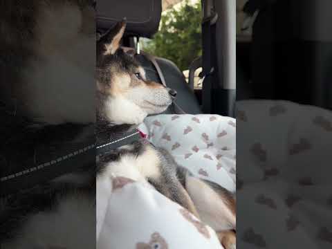 飼い主とドライブにでかけた黒柴の頭が・・・