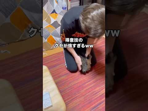 尻尾がなんでこんなに綺麗に回るのか未だによく分からない 尻尾 かぎしっぽ 猫 shorts サムネイル