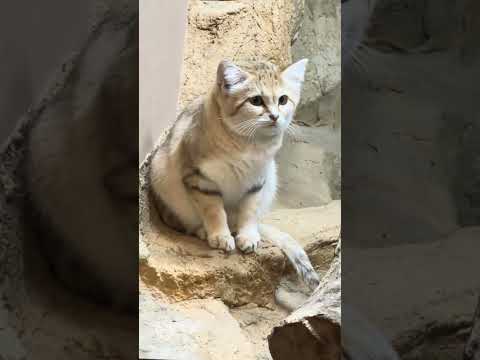 shorts スナネコのアルドくん？　那須どうぶつ王国　IMG 9945 サムネイル