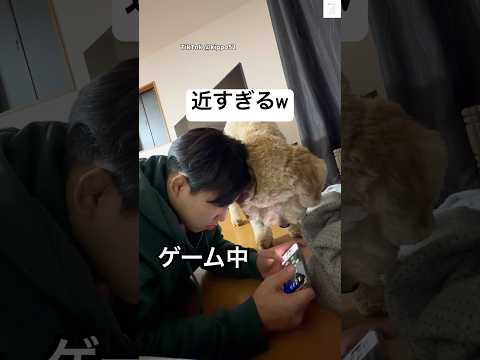 ゲーム中、近すぎて集中できない　大型犬　ゴールデンドゥードル 犬　ゲーム　面白い サムネイル