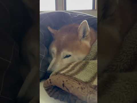 柴犬福 父と寝てた柴犬🤣Shiba-Morning🤣shorts funny 柴犬 funnydog dogshort… サムネイル